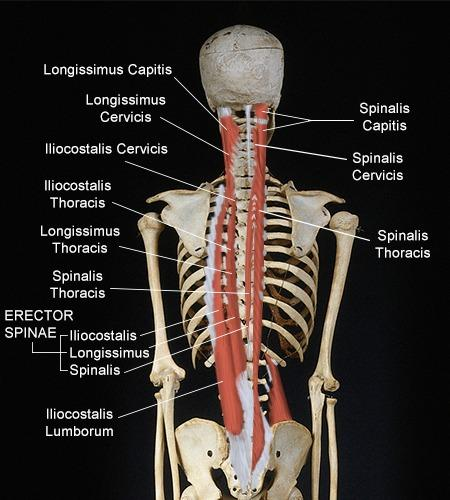 erector spinae - Muskelgruppen