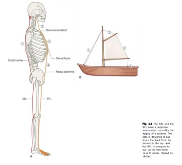 Extension und Flexion